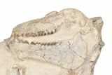 Fossil Oreodont Skull With Associated Bones #192542-2